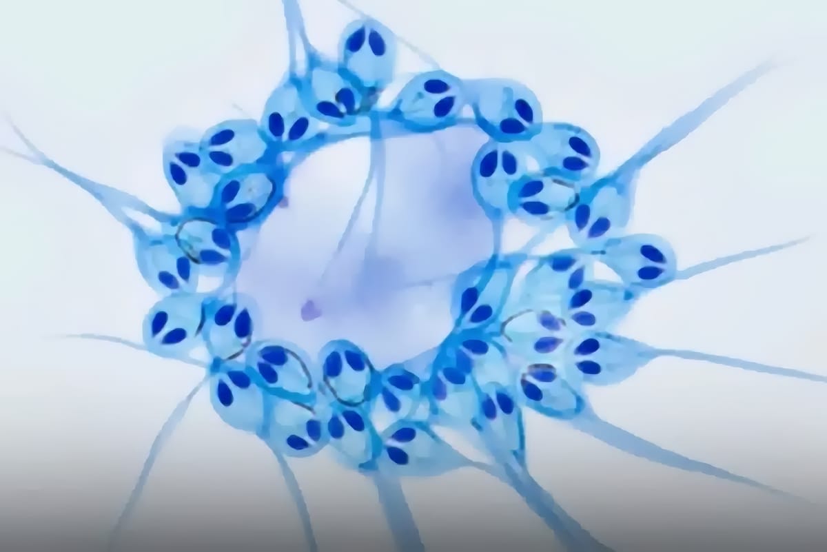 Oamenii de știință au descoperit primul animal care nu are nevoie de oxigen pentru a supraviețui