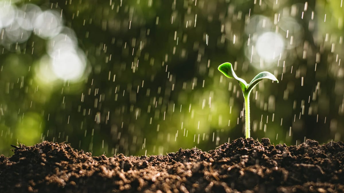 De ce miroase aerul atât de bine după ploaie? Află știința din spatele fenomenului Petrichor