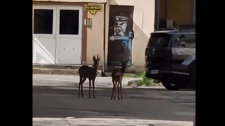 REȘIȚA: Doi căpriori și-au făcut apariția inefabilă pe strada Măcin, în a doua zi de Paște