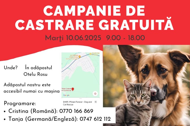 Ziua sterilizării gratuite la Adăpostul SHKR Oțelu Roșu: O acțiune pentru bunăstare și responsabilitate!