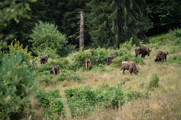 Revenirea Giganților: Povestea de succes a zimbrilor în Munții Țarcu